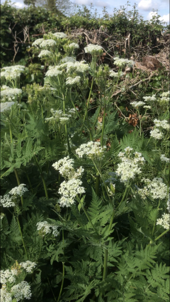 Sweet Cicely