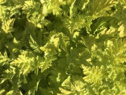 Feverfew Golden