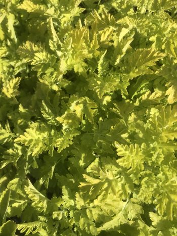 Feverfew Golden