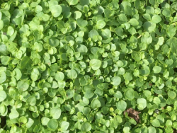Corsican Mint