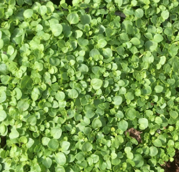 Corsican Mint