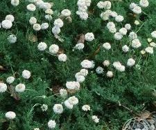 Chamomile Double