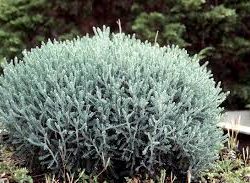 Cotton Lavender