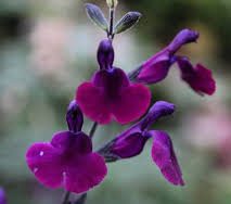 Salvia 'Nachtvlinder'