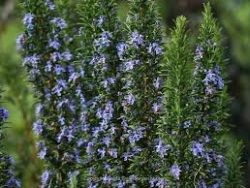 Rosemary 'Miss Jessopps Upright'