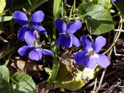 Sweet Violet