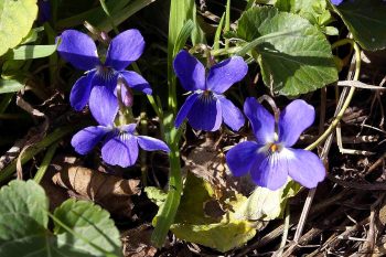 Sweet Violet