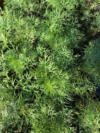 Dill