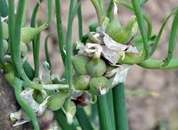 Egyptian Tree Onion
