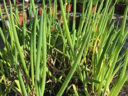 Welsh Onion