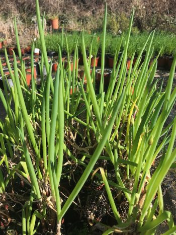 Welsh Onion