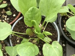 Sorrel