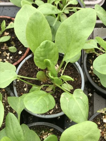 Sorrel