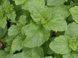 Mint Tashkent