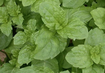Mint Tashkent
