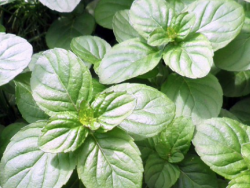 Mint Orange