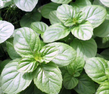 Mint Orange