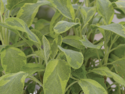 Sage Golden