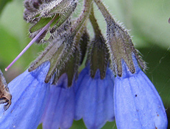 Comfrey Blue