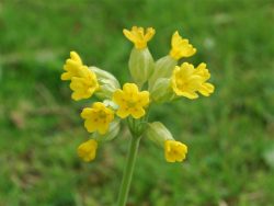 Cowslip