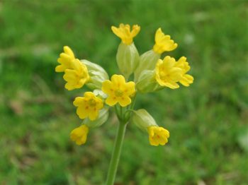 Cowslip
