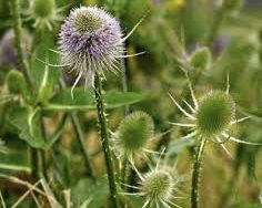Teasel