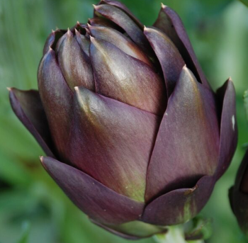 Artichoke Globe Violetta di Romagna