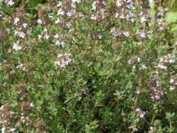 Thyme Common