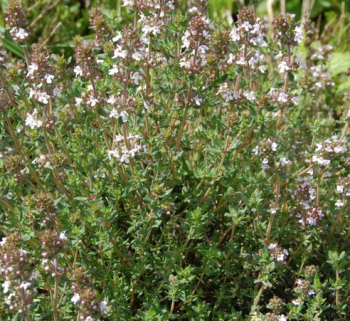 Thyme Common