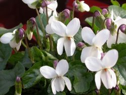 Sweet Violet White