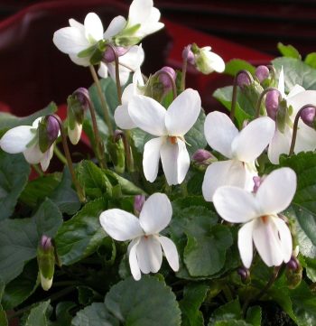 Sweet Violet White