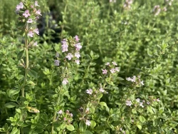 Thyme Lemon