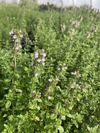 Thyme Lemon