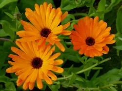 Calendula