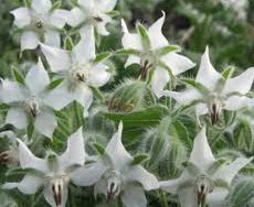 Borage White