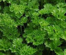 Parsley Curly