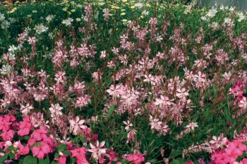 Gaura 'Geyser Pink'