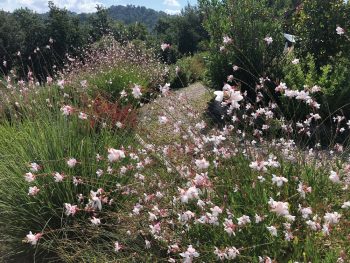 Gaura 'Gaudi White'