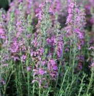 Wall Germander