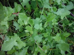 Sorrel ‘Buckler leaved’
