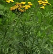 Tansy