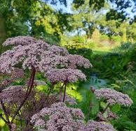 Angelica 'Vicars Mead'